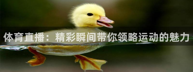 龙门体育视频直播：体育直播：精彩瞬间带你领略运动的魅力