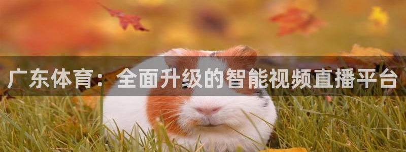 龙门直播体育免费观看：广东体育：全面升级的智能视频直播平台